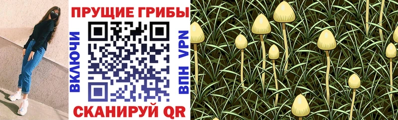 Галлюциногенные грибы прущие грибы  блэк спрут онион  Малоярославец 